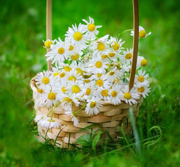 ромашки в корзине