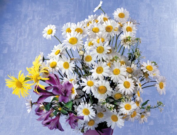 букет полевых цветов