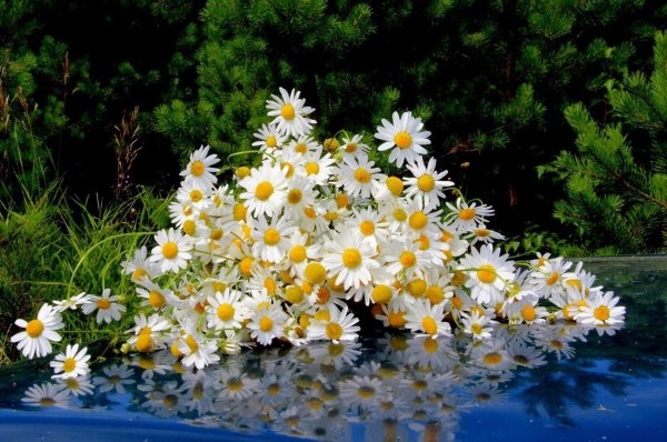 шикарные ромашки