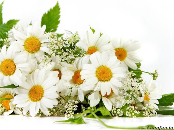 с ромашками