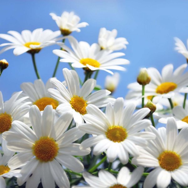 белые ромашки