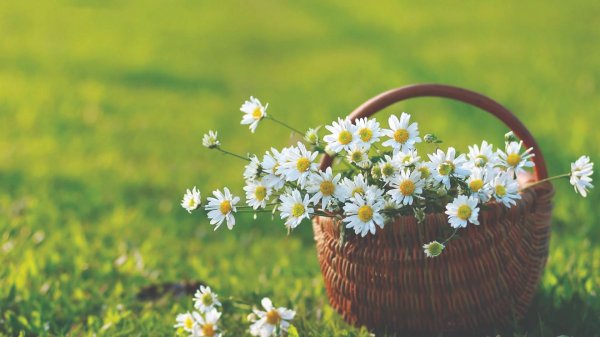 ромашки в корзине