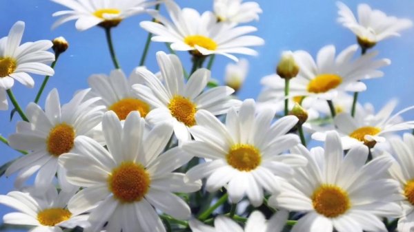 ромашки красиво