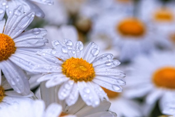 ромашки обои