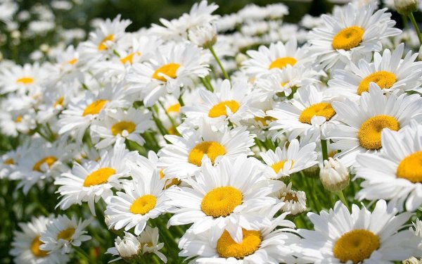 С цветами ромашки