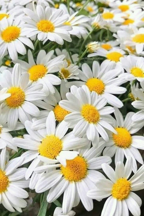 нивяник обыкновенный