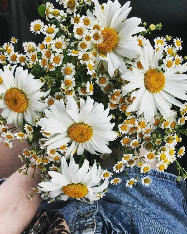 с ромашками