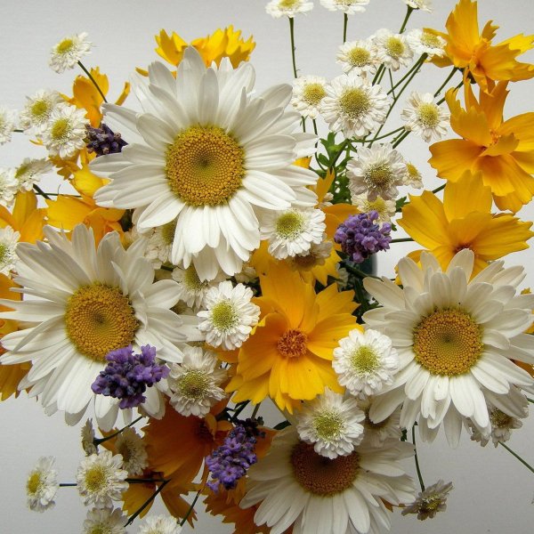 букеты полевых цветов красивые