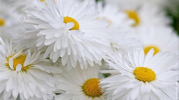 падающие ромашки