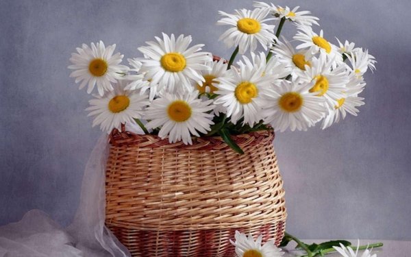 с ромашками