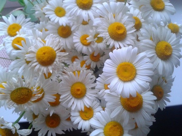 ромашка белая лепесточки