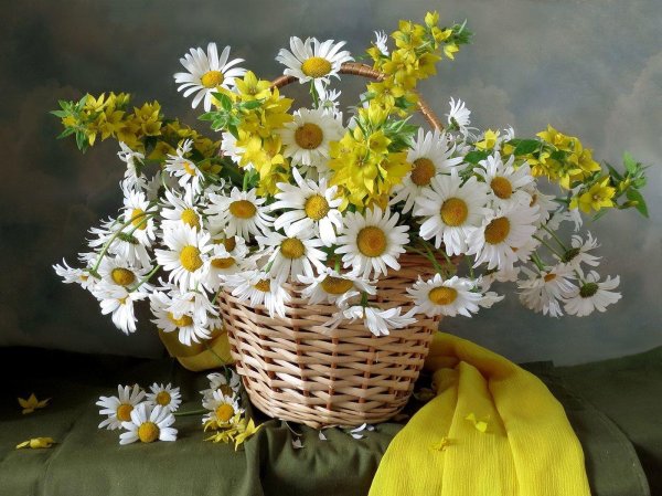натюрморт с ромашками
