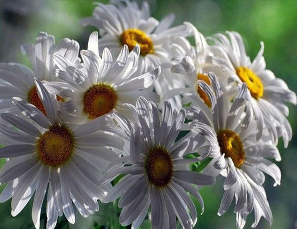 шикарные ромашки