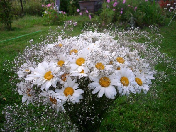 мерцающие ромашки