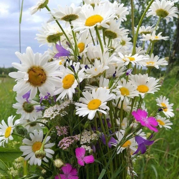 цветок полевой