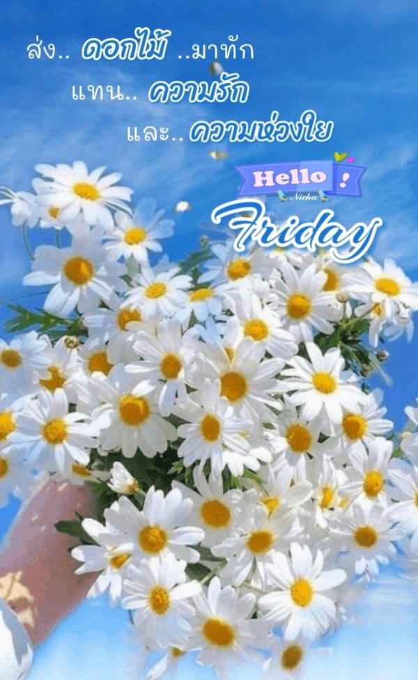 ромашка красивая