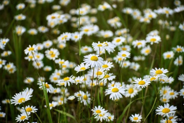 ромашковое поле