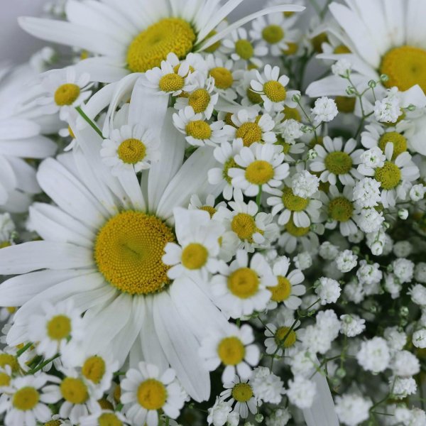 красивые ромашки