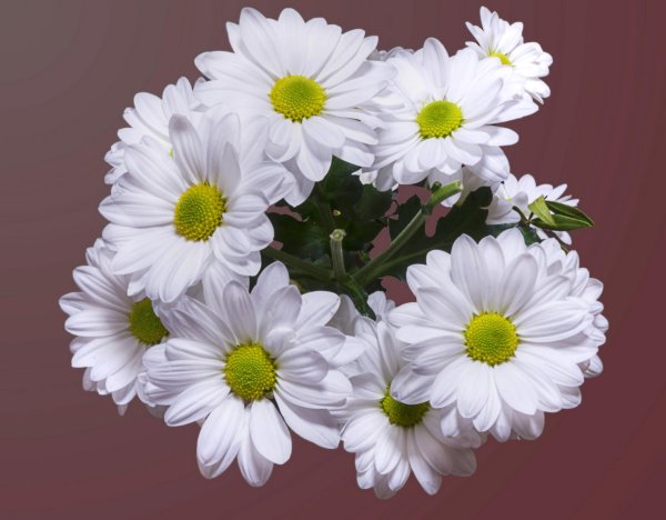 хризантема кустовая бакарди