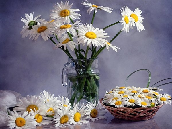 шикарные ромашки