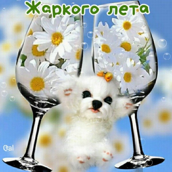 ромашки в бокале