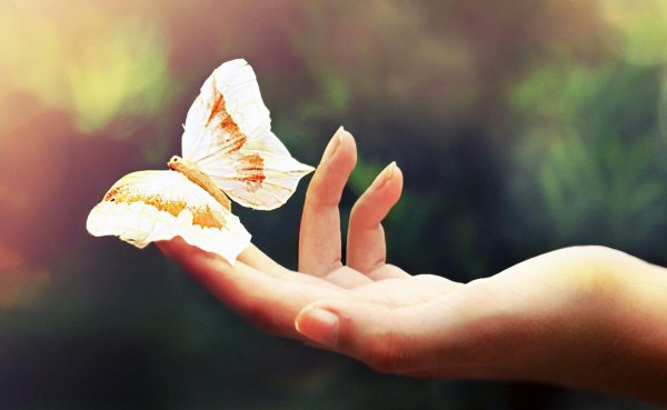 бабочка на ладони