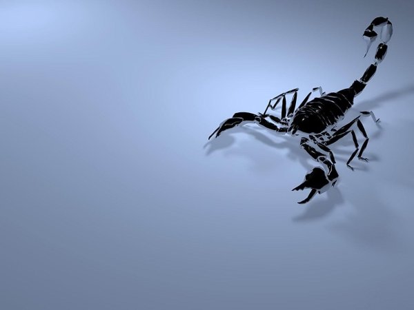 скорпион черно белый рисунок