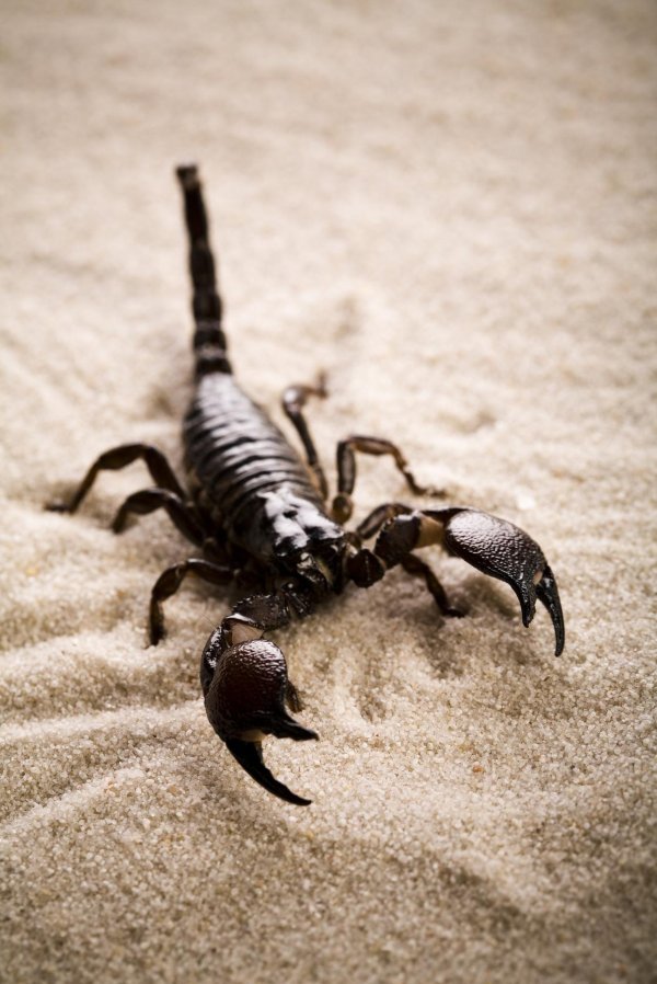 пустынный скорпион