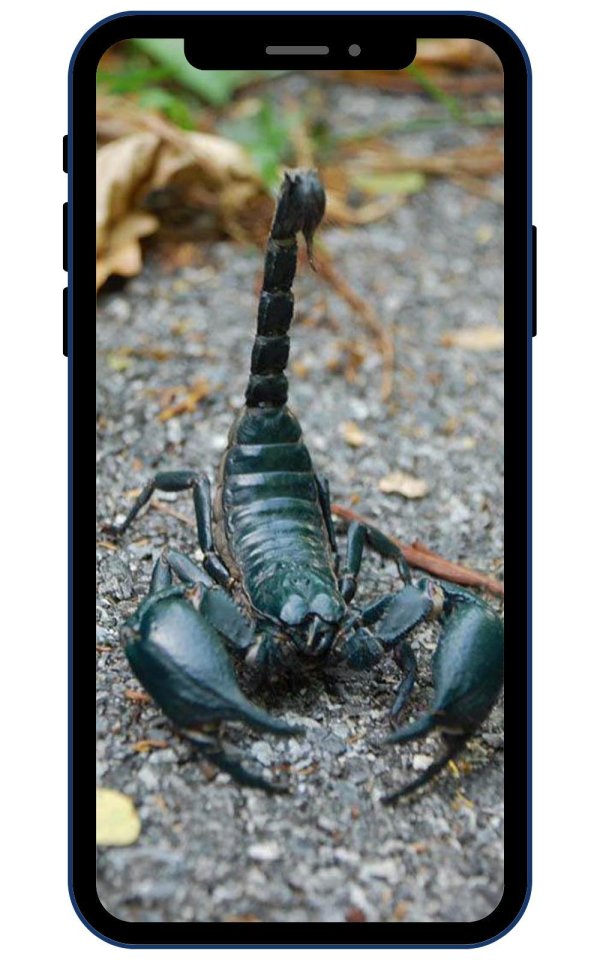 heterometrus spinifer