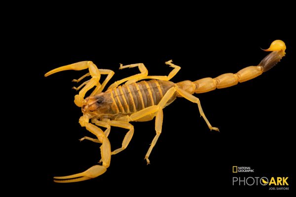 скорпионы androctonus australis