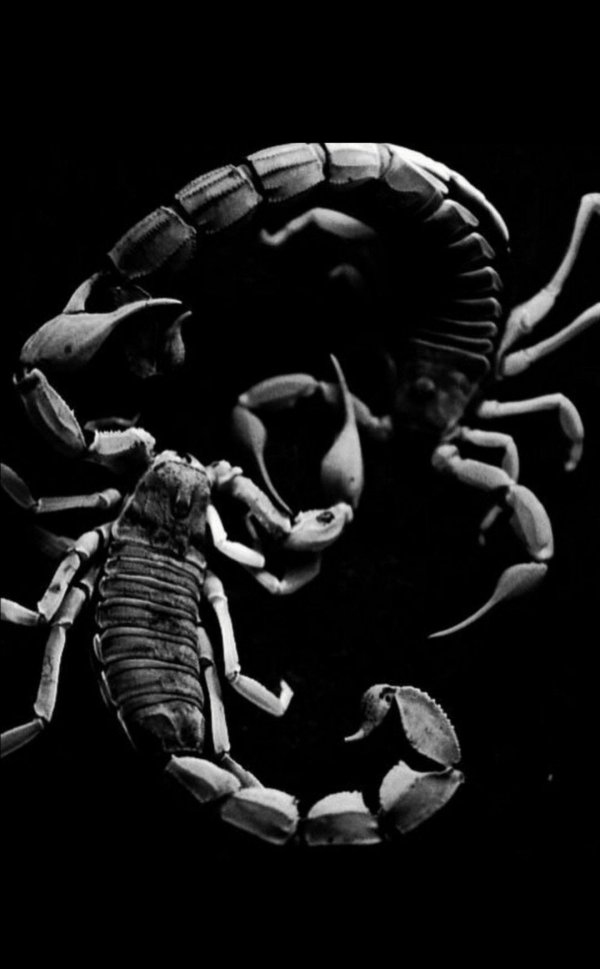 скорпион рисунки