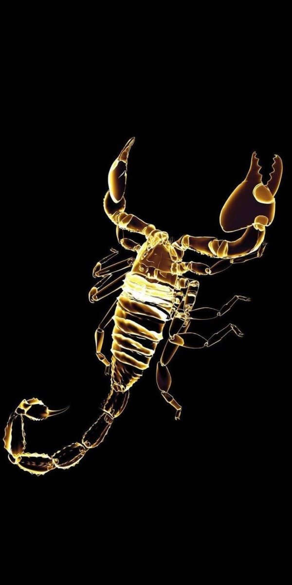 скорпион золотой