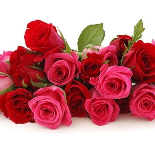 роза эквадор готча