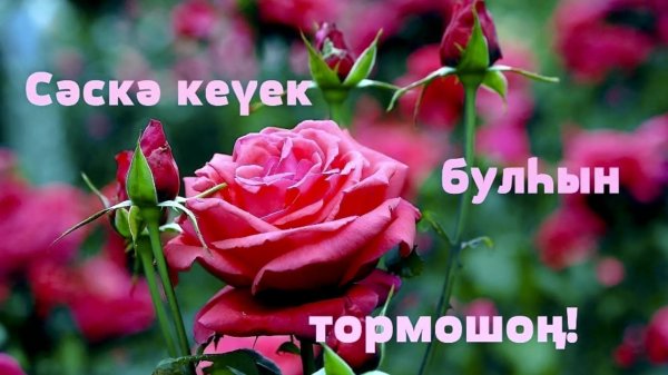 хэерле иртэ прикольные