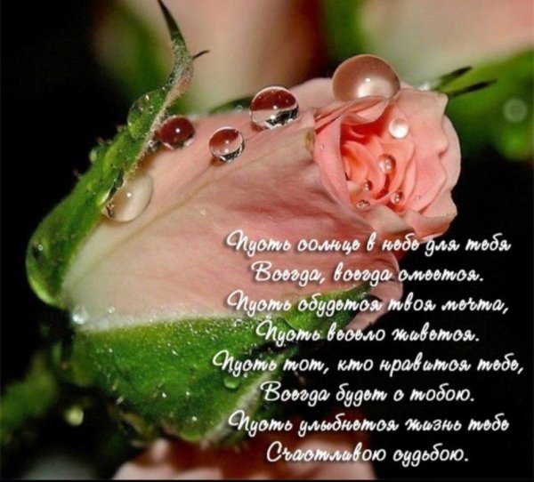 розовая роза