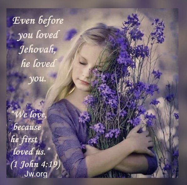 лаванда софия