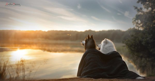 самоедская лайка