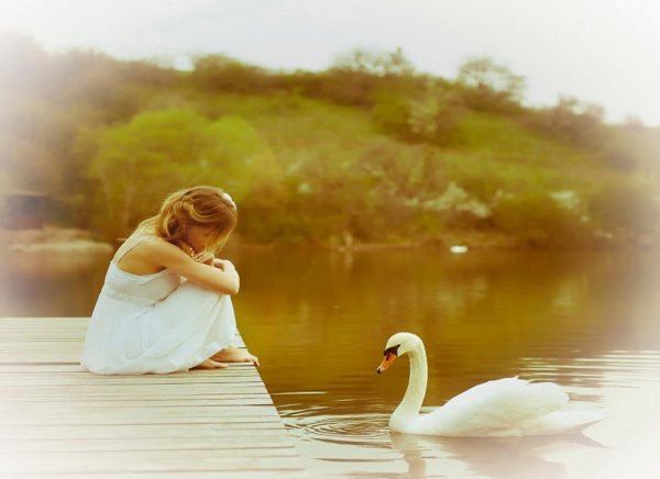 пара лебедей