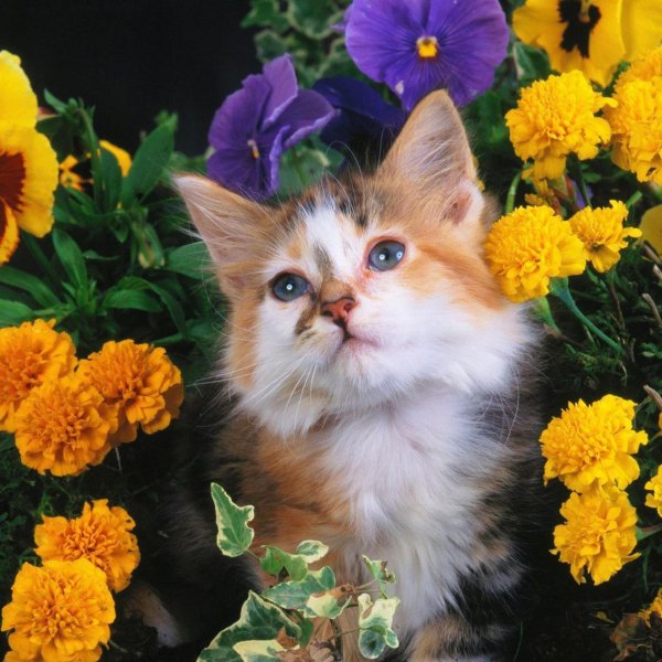 кошечка в цветах