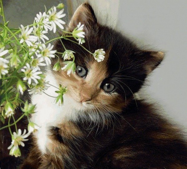 котики цветы