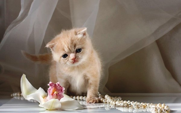 британская золотая шиншилла