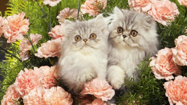 персидская кот