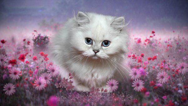 кошка красивая