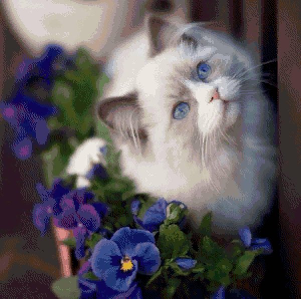 рэгдолл кошка короткошерстная