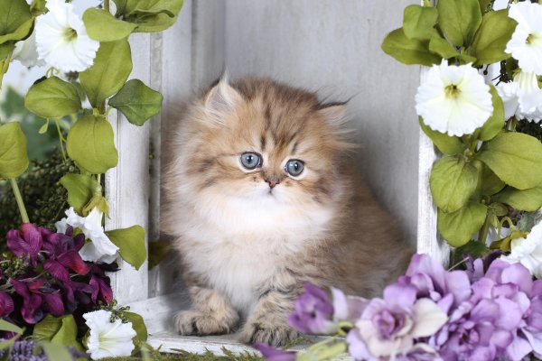 британская золотая шиншилла длинношерстная