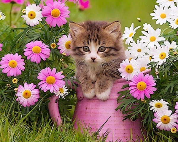 очаровательные котята