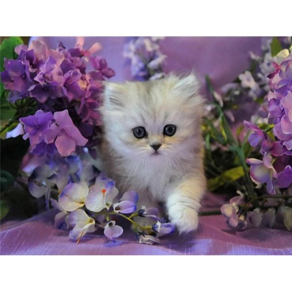 пушистый приветик