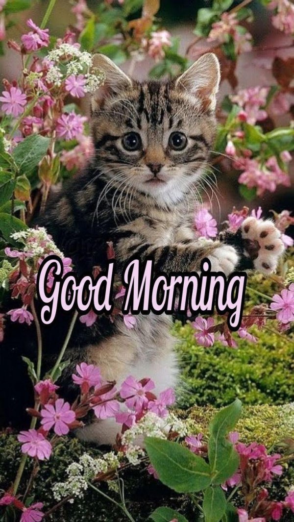 очаровательные котики