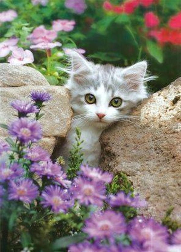 очаровательные котята