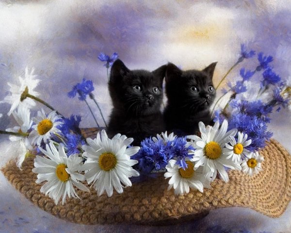 кошки и цветы
